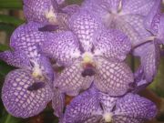 kasvitieteellisestä puutarhasta 1 sadoista orkideoista